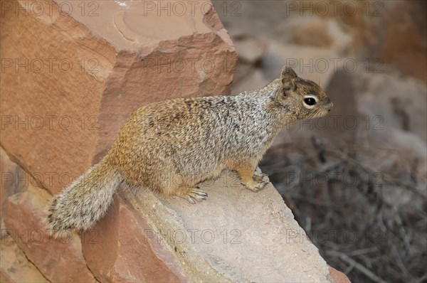 Fox squirrel (Sciurus niger), male, Zion National Park, Utah, Arizona, USA, North America