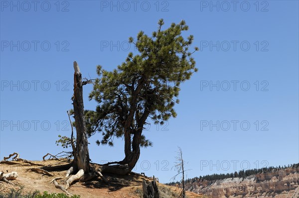 Tree at the canyon rim, Bryce Canyon National Park, Utah, USA, North America