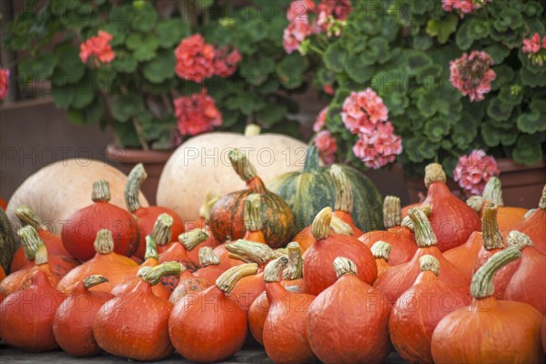 Pumpkins (Cucurbita), street sale, Palatinate, Rhineland-Palatinate, Germany, Europe