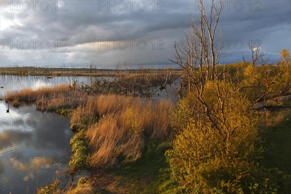 Wetland biotope in the Peene Valley, overwatered meadows, rare habitat for endangered plants and animals, Grosser Rosin nature reserve, rewetting of agricultural land, important breeding area for rare birds, Peene Valley River Landscape nature park Park, Mecklenburg-Western Pomerania, Germany, Europe