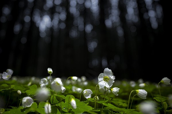 Common wood sorrel (Oxalis acetosella) with blurred forest in the background, Mindelheim, Bavaria, Germany, Europe