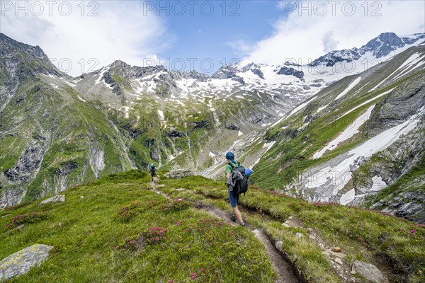 Mountaineer on hiking trail in picturesque mountain landscape with blooming alpine roses, in the background mountain peak Grosser Loeffler and Oestliche Floitenspitze with glacier Floitenkees, valley Floitengrund, Berliner Hoehenweg, Zillertal Alps, Tyrol, Austria, Europe