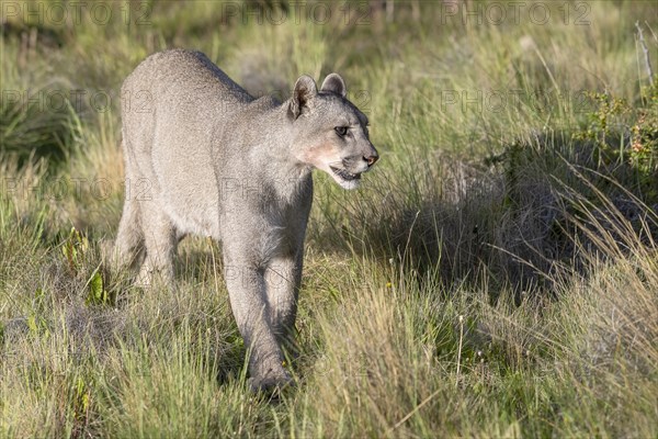 Cougar (Cougar concolor), silver lion, mountain lion, cougar, panther, small cat, Torres del Paine National Park, Patagonia, end of the world, Chile, South America