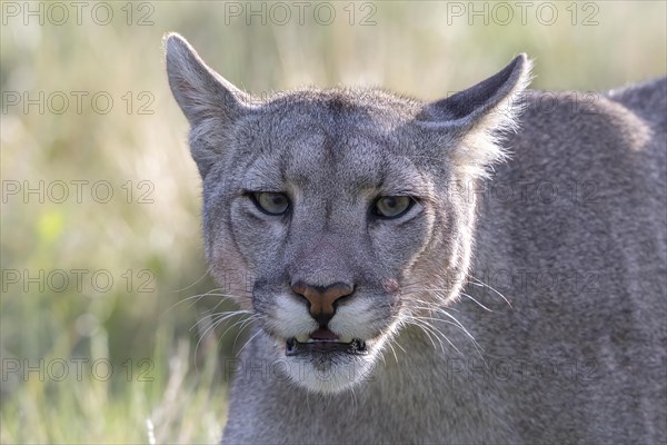 Cougar (Cougar concolor), silver lion, mountain lion, cougar, panther, small cat, animal portrait, Torres del Paine National Park, Patagonia, end of the world, Chile, South America