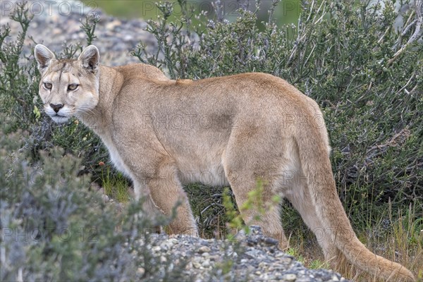 Cougar (Cougar concolor), silver lion, mountain lion, cougar, panther, small cat, Torres del Paine National Park, Patagonia, end of the world, Chile, South America