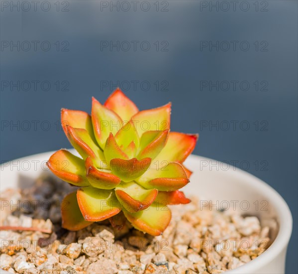 Closeup of green succulent cactus in bowl of brown pebbles with blurred background