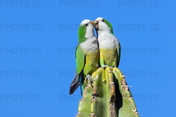 Monk Parakeet Parrot Monk Parakeet