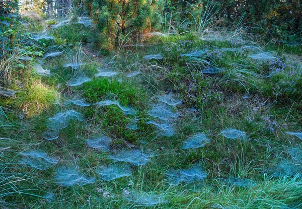 Nets of canopy spiders (Linyphiidae) in the morning dew in a forest near Jegum. West Jutland, Denmark, Europe