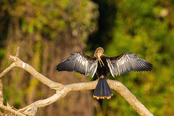 American darter (Anhinga anhinga) Pantanal Brazil