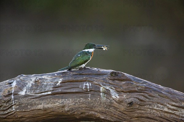 Amazon kingfisher (Chloroceryle amazona) Pantanal Brazil