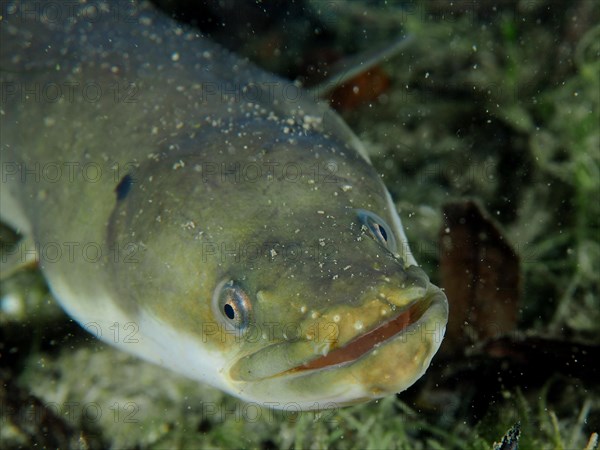 Portrait of European eel (Anguilla anguilla) at night, Zollbruecke dive site, Rheinau, Canton Zurich, Rhine, High Rhine, Switzerland, Germany, Europe