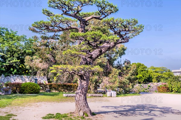 Large evergreen tree in dirt field in Japanese park in Hiroshima, Japan, Asia