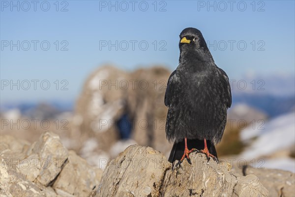 Alpine chough (Pyrrhocorax graculus), frontal, sitting on rocks in front of mountains, Allgaeu Alps, Allgaeu, Germany, Europe