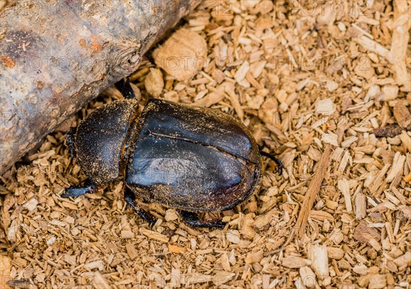 Closeup of black beetle next to a piece of wood on wood chip background