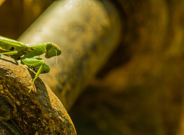 Closeup of face of large adult praying mantis sunning on top of rusty axial