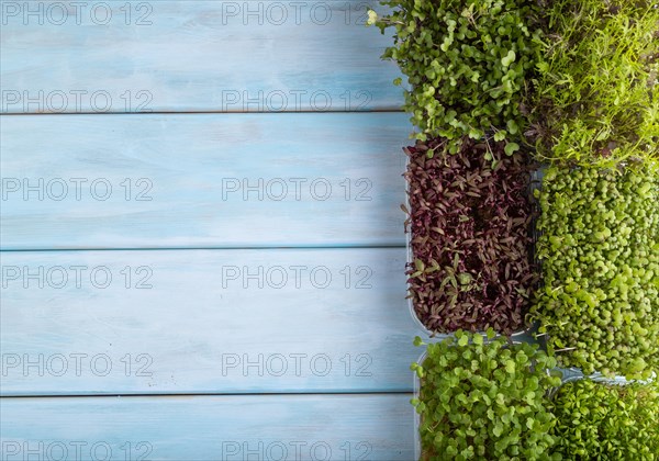 Set of boxes with microgreen sprouts of amaranth, rucola, watercress, mustard, mizuna and kohlrabi cabbage on blue wooden background. Top view, flat lay, copy space