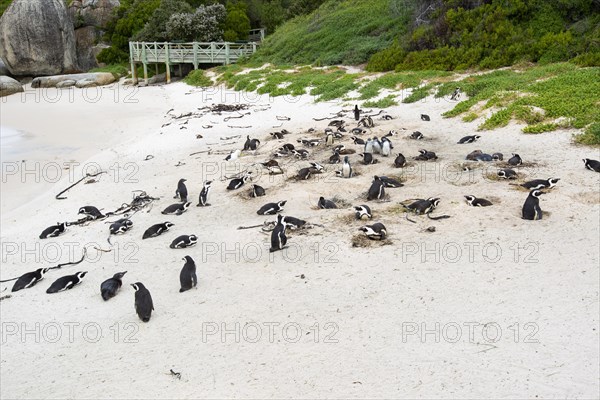 African penguins (Spheniscus demersus), Boulders Beach, Simon's Town, Western Cape, Republic of South Africa