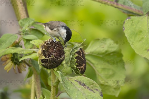 Marsh tit (Poecile palustris) adult bird on a Sunflower (Helianthus spp) seed head, Suffolk, England, United Kingdom, Europe