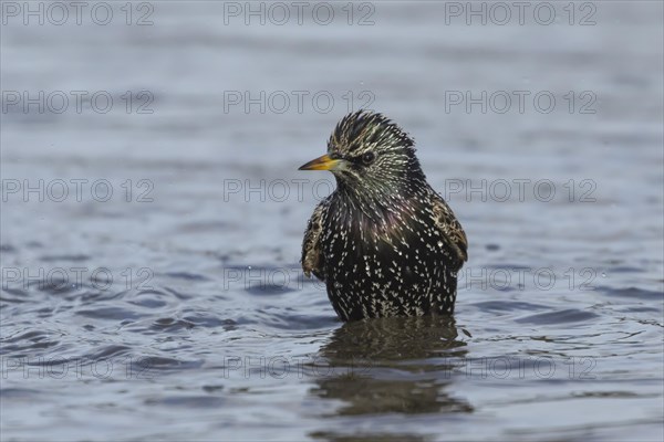 European starling (Sturnus vulgaris) adult bird bathing in a shallow puddle, Dorset, England, United Kingdom, Europe