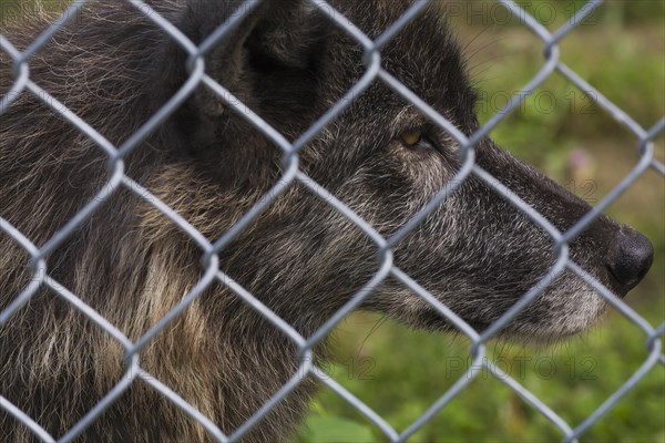 Gray Wolf (Canis lupus) photographed in captivity through wire mesh fence, Quebec, Canada, North America