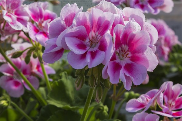 Pink and red Geranium (Pelargonium) in summer, Quebec, Canada, North America