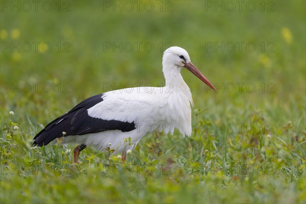 White stork A white stork in profile standing in a meadow