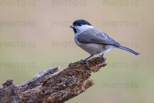 marsh tit