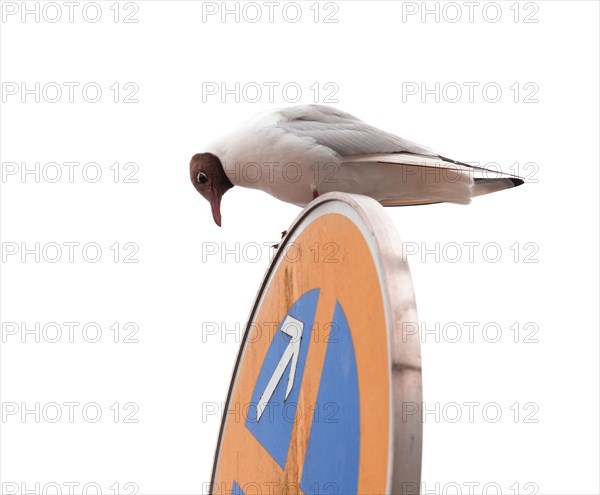 Can I park here? A black-headed gull (Chroicocephalus ridibundus) (syn.: Larus ridibundus) sits on a traffic sign No stopping, no parking and looks down at the sign as if to ask if it may sit on it, white background, humour, funny, whimsical, snapshot, museum harbour of Buesum, Schleswig-Holstein, Germany, Europe