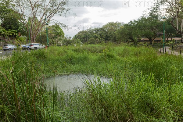 Retention pond with water plants in city park in Kuching, Malaysia, ecology, gardening, landscape design, lake, recycling, Asia