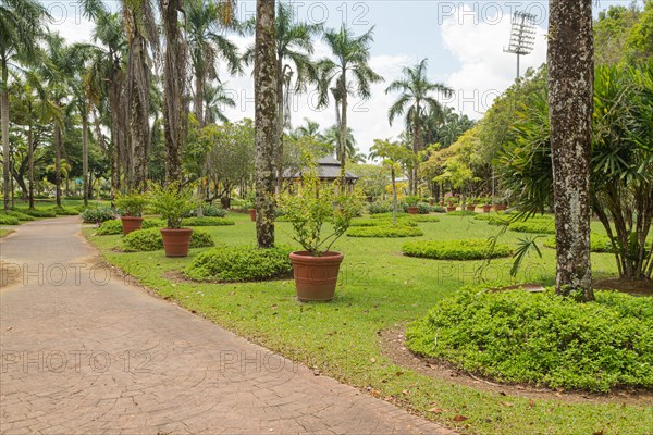 Palm collection in city park in Kuching, Malaysia, tropical garden with large trees and lawns, gardening, landscape design. Daytime with cloudy blue sky, Asia