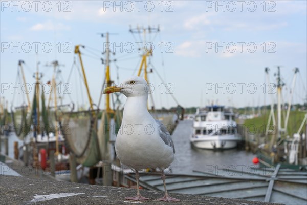 European herring gull (Larus argentatus) in front of shrimp cutter at the harbour of Greetsiel, Germany, Europe