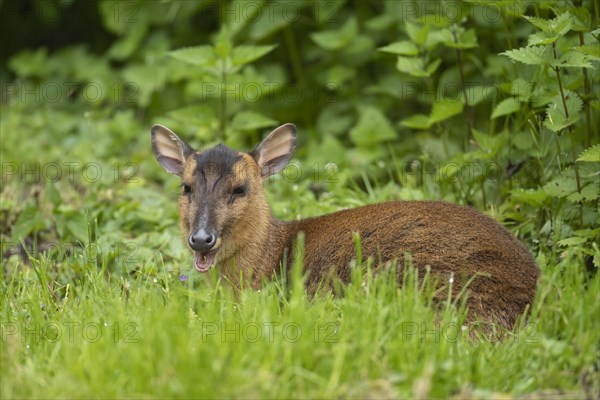 Muntjac deer (Muntiacus reevesi) adult sitting in grassland, Norfolk, England, United Kingdom, Europe