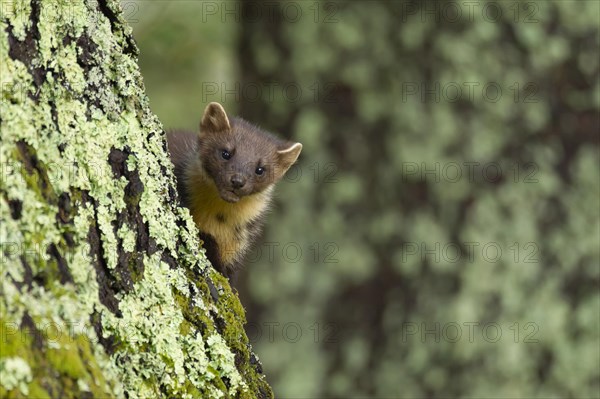 European pine marten (Martes martes) adult on a Scots pine tree trunk, Scotland, United Kingdom, Europe