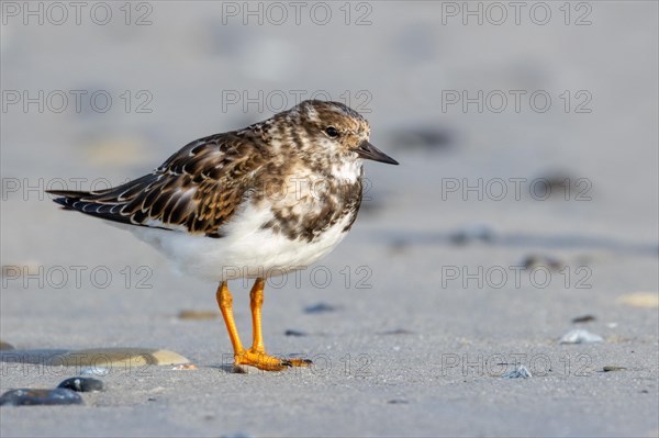 Ruddy turnstone