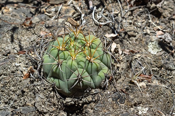 Gymnocalycium pflanzii