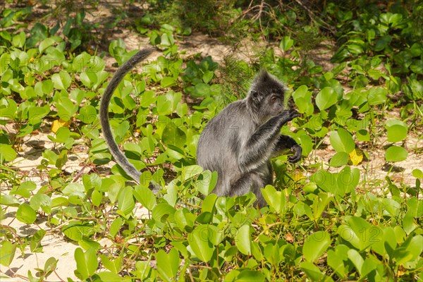 Silvery lutung or silvered leaf langur monkey (Trachypithecus cristatus) feeding in Bako national park on the sand beach. Borneo, Malaysia, Asia