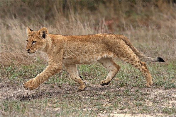 Lion (Panthera leo), young, stalking, running, alert, Sabi Sand Game Reserve, Kruger National Park, Kruger National Park, South Africa, Africa