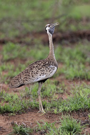 Red-crested Bustard, (Lophotis ruficrista), adult, calling, Kruger National Park, Kruger National Park, South Africa, Africa