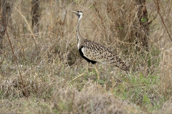 Black-bellied bustard (Lissotis melanogaster), adult, male, foraging, alert, Sabi Sand Game Reserve, Kruger National Park, Kruger National Park, South Africa, Africa