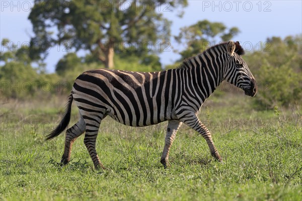 Burchell's zebra (Equus quagga burchelli), adult, running, foraging, Kruger National Park, Kruger National Park, South Africa, Africa