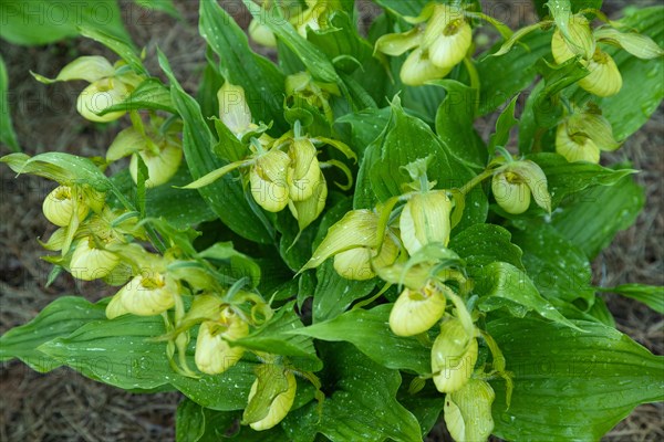 Beautiful orchid flowers of yellow color with green leaves in the garden. Lady's-slipper hybrids. Close up