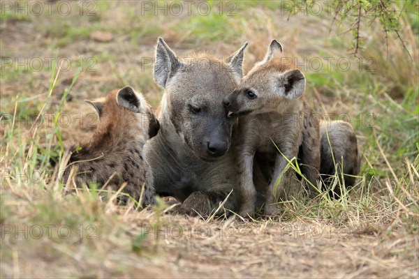 Spotted hyena (Crocuta crocuta), adult, young, mother with young, at the den, social behaviour, Kruger National Park, Kruger National Park, South Africa, Africa