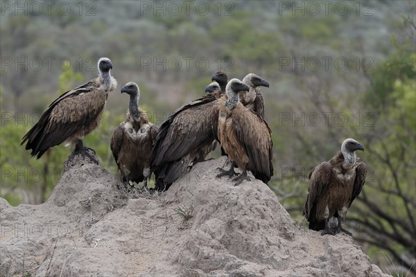 White-backed vulture (Gyps africanus), group, adult, alert, Sabi Sand Game Reserve, Kruger National Park, Kruger National Park, South Africa, Africa