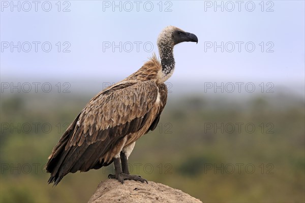 White-backed vulture (Gyps africanus), adult, alert, on rocks, Sabi Sand Game Reserve, Kruger National Park, Kruger National Park, South Africa, Africa