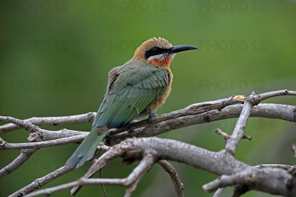 White-fronted bee-eater (Merops bullockoides), adult, on wait, Kruger National Park, Kruger National Park, South Africa, Africa