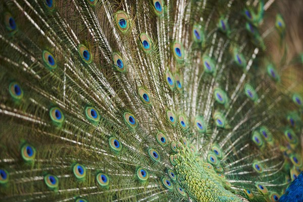 Indian peafowl (Pavo cristatus), feathers, eyes, tail, detail, France, Europe