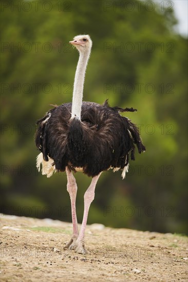 Common ostrich (Struthio camelus) male in the dessert, captive, distribution Africa