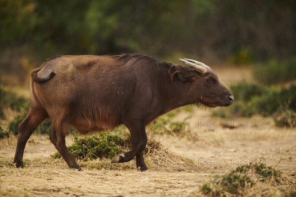 Red buffalo (Syncerus caffer nanus) in the dessert, captive, distribution Africa