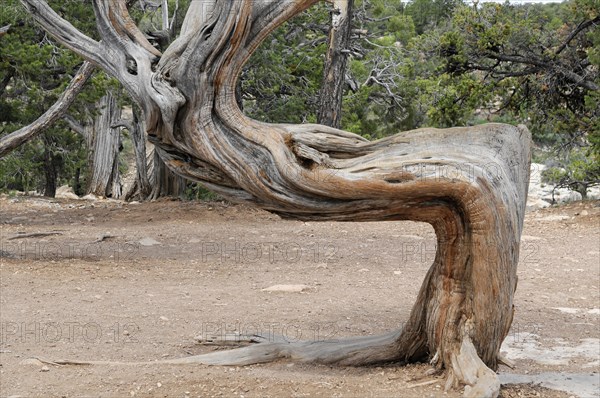 Tree at the crater rim, Grand Canyon, Arizona, USA, North America