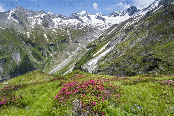 Picturesque mountain landscape with blooming alpine roses, behind mountain peak Grosser Loeffler and Oestliche Floitenspitze with glacier Floitenkees, valley Floitengrund, Berliner Hoehenweg, Zillertal Alps, Tyrol, Austria, Europe